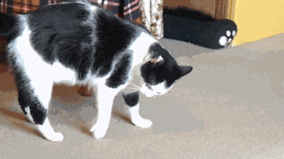 tumblr_mnzjitZ0cK1rw1wnno1_400.gif