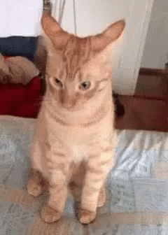 cat-whats-that.gif