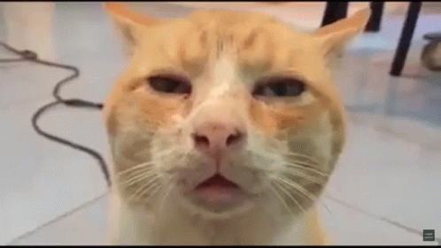 89cce6de9b9ff36cfecd25365f7deeae.gif