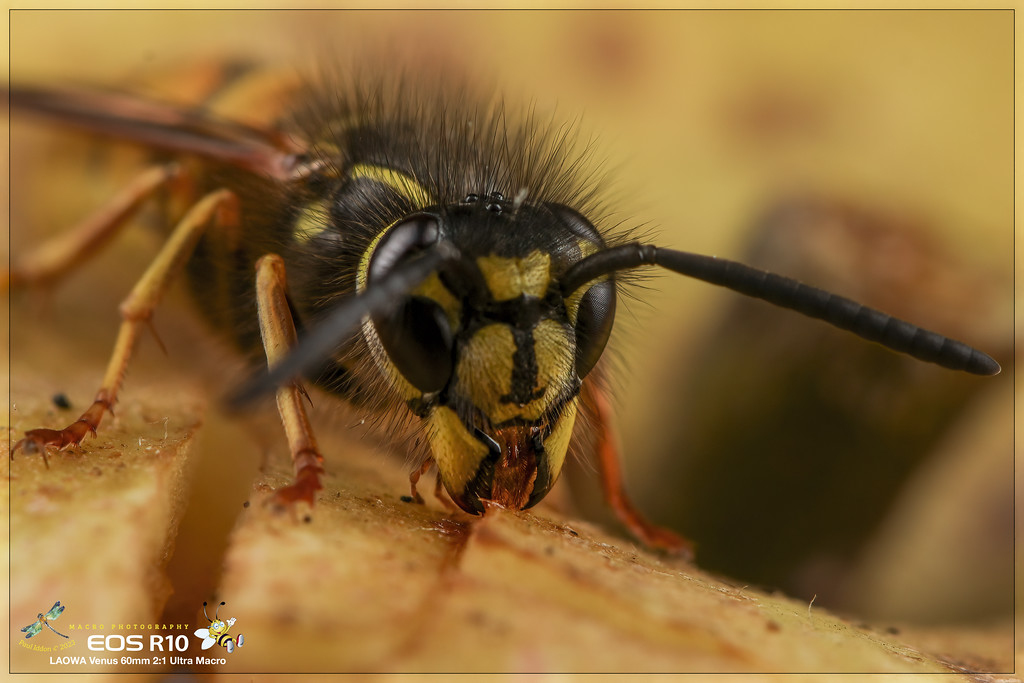 wasp_08_f-XL.jpg