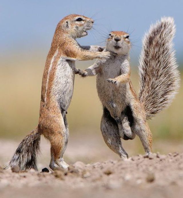 playing-squirrels.jpg