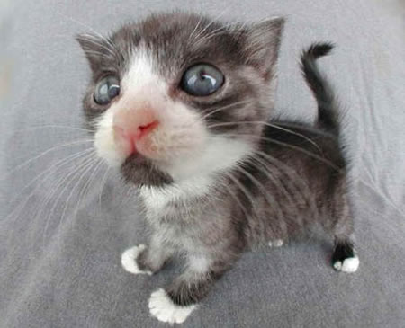 kitty-close-up1.jpg