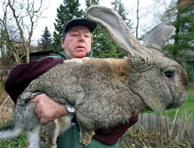 Big+Ass+Bunny.jpg