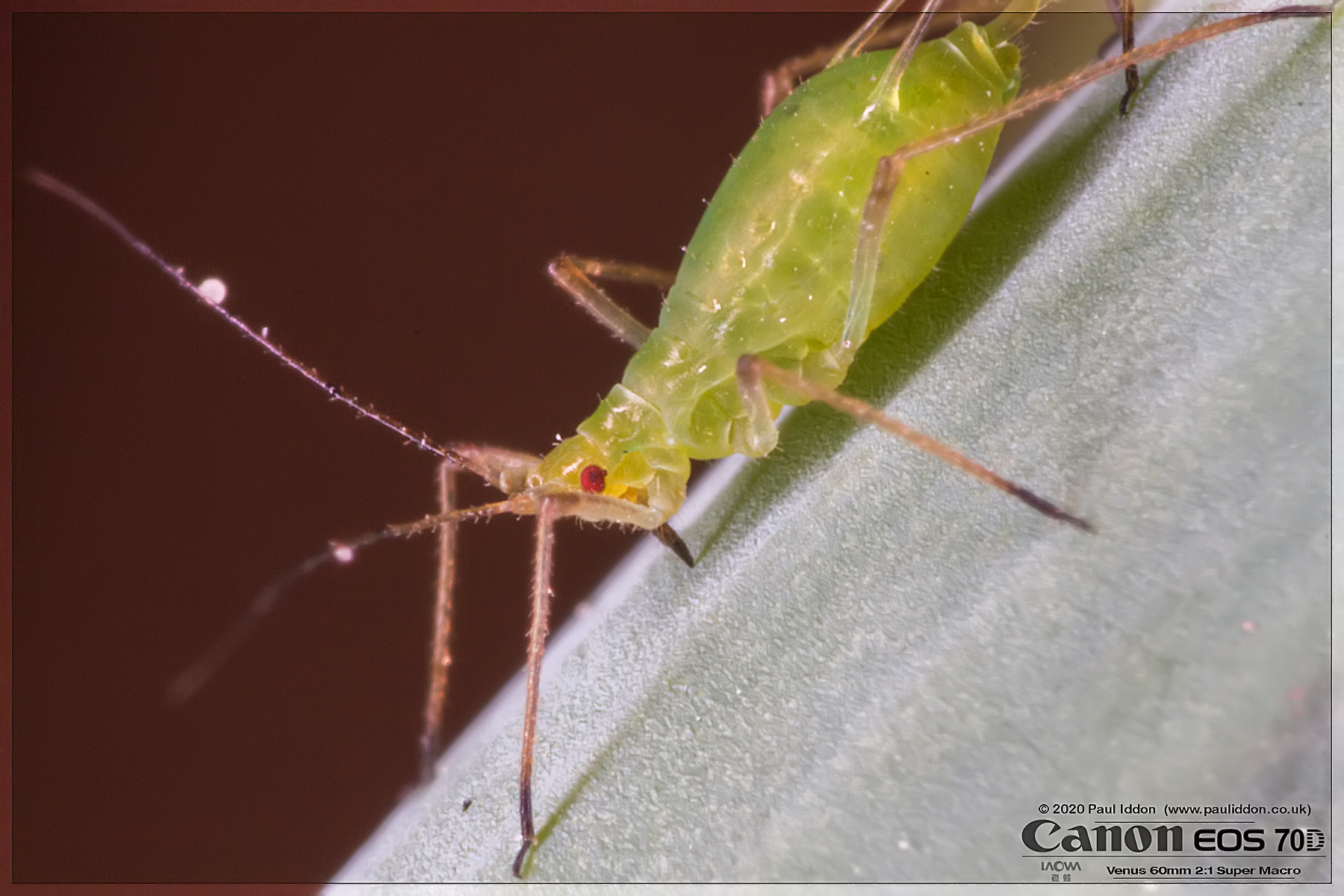 aphid.jpg