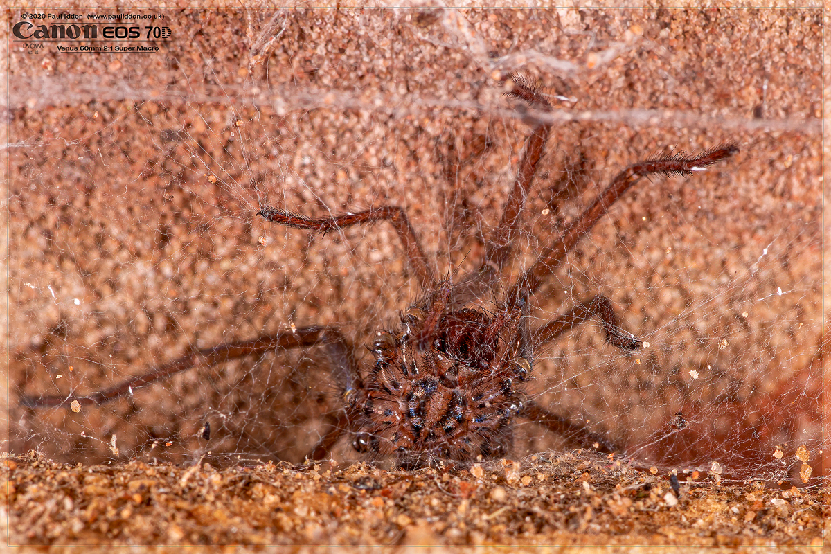 spider_under.jpg