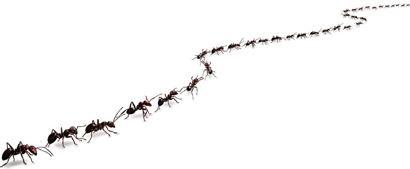 kitchen-ants.jpg