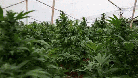 weed-grow.gif