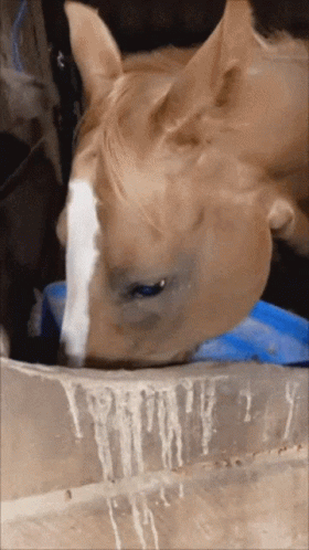 horse-riding-surprised-face.gif