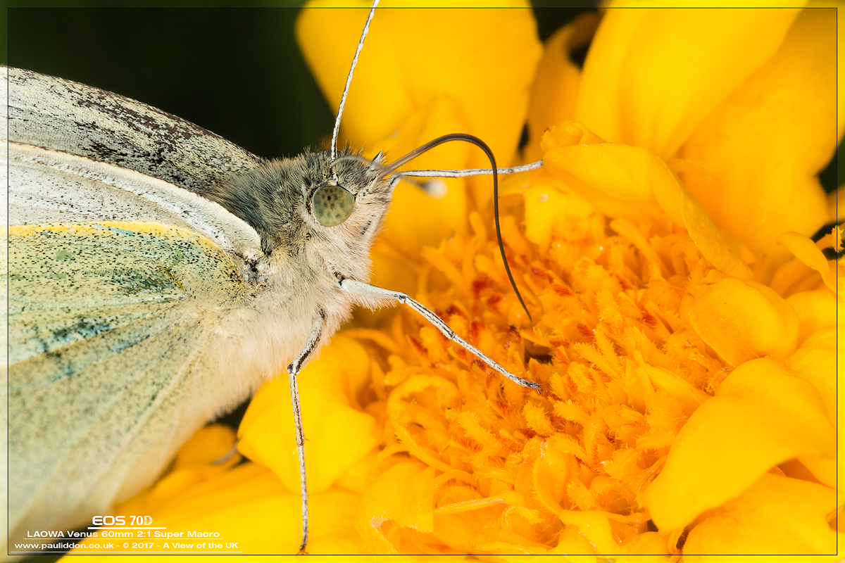 800smallwhite17002.jpg