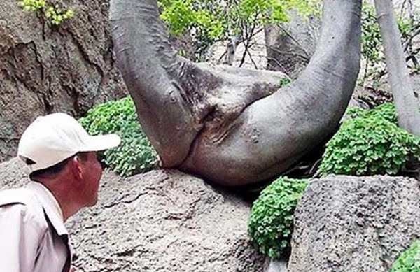 tree-porn-181.jpg