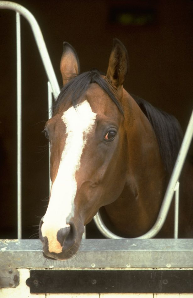 Shergar+.jpg