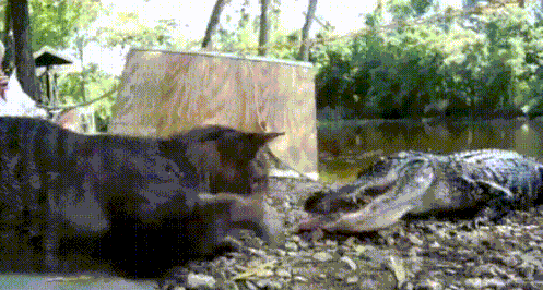 c01452ea016d88e1b0b02c09543e67ca.gif