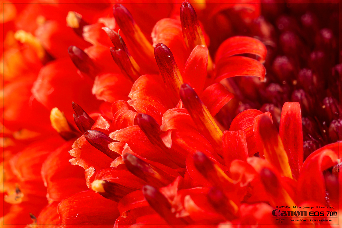ORANGEFLOWER1.jpg