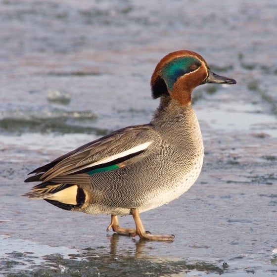 00068_Teal_Edmund%20Fellowes.jpg