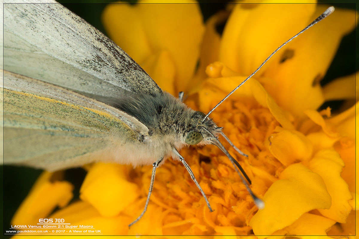 800smallwhite1701.jpg