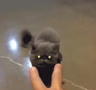 tumblr_nybmam1nOF1s391qwo1_400.gif