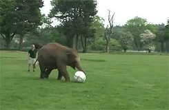 tumblr_m56ddkuzB81qay81po1_250.gif