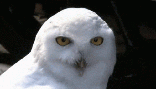 owl-getting-surprised-qioh2e0s6171dkdd.gif