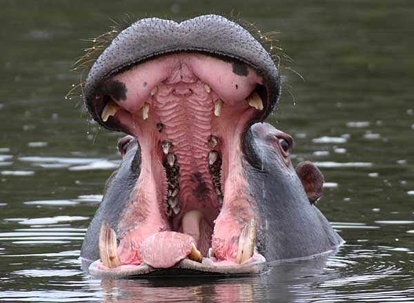 hippo_tgr-2661g.jpg