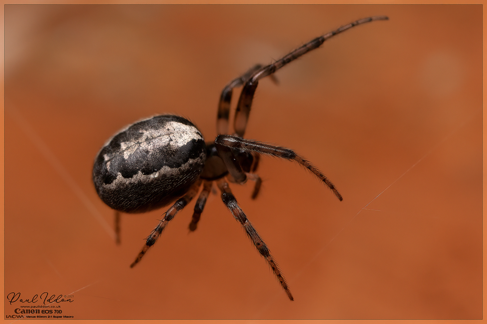 monday_spider_4k_1800-X3.jpg