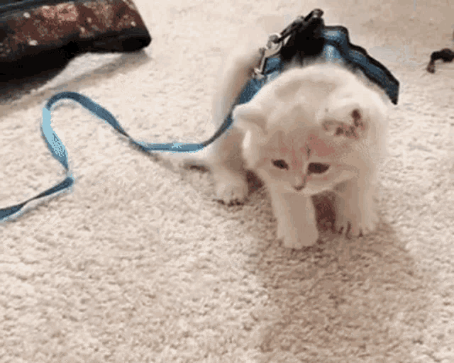 cat-cat-fall.gif