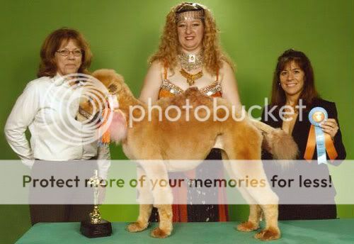 PoodleCamel.jpg
