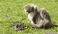 200w.gif