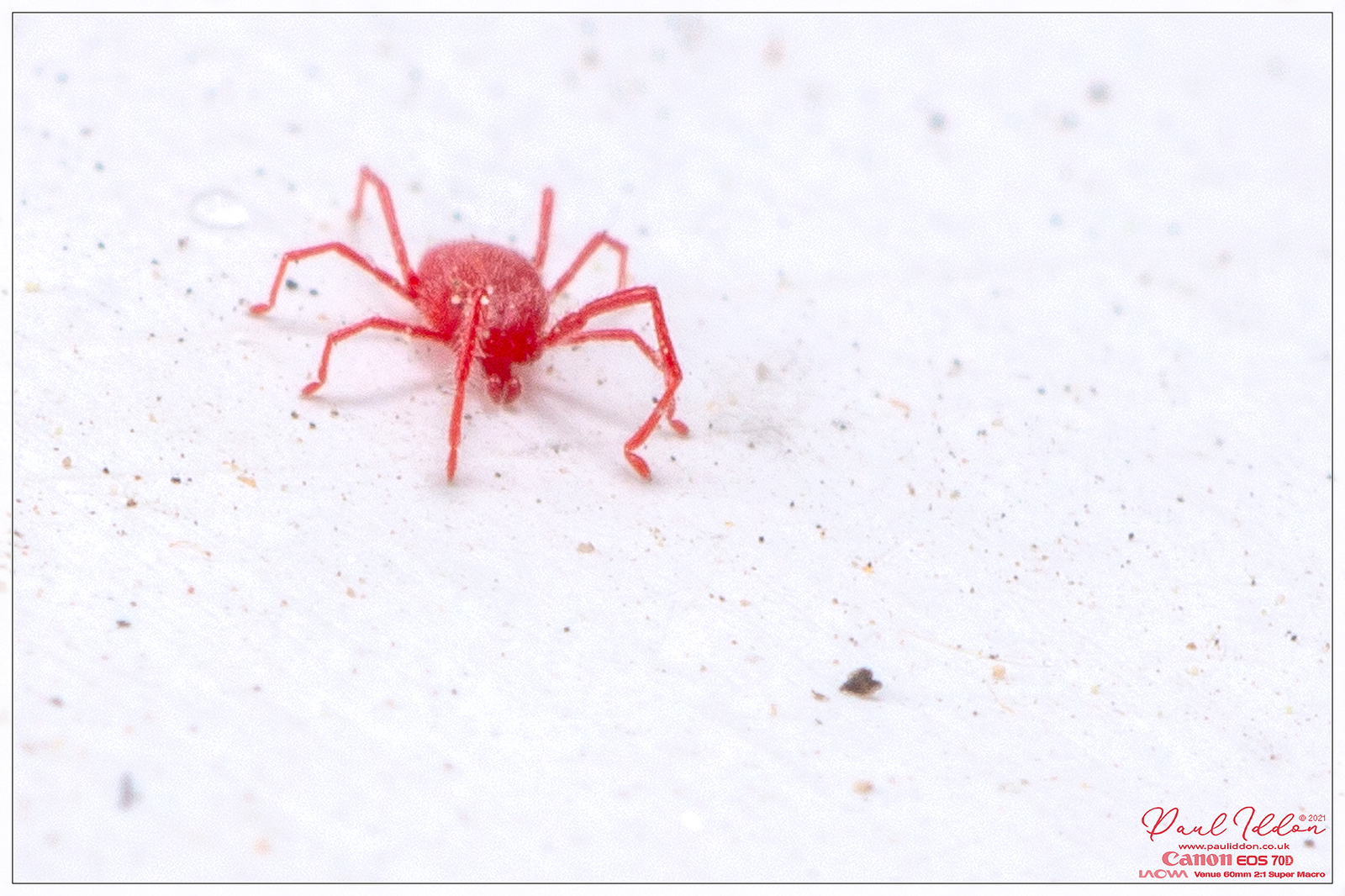 redmite5_4k_1800-X3.jpg