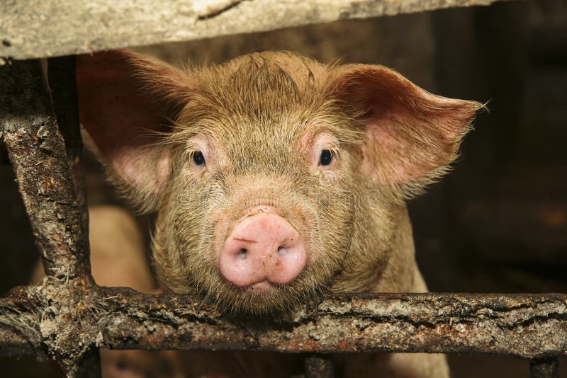 pig-face-close-up-portrait-180035573.jpg
