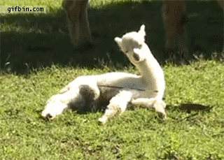 1e784f05c244e6b3618171abedc37971.gif