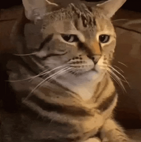 are-you-for-real-cat.gif