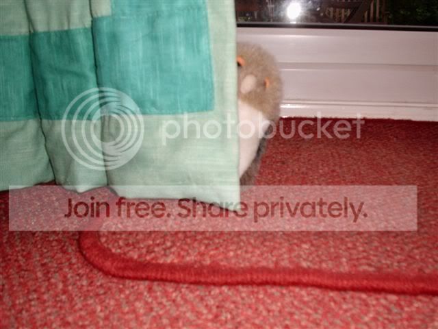 owl_curtain1.jpg