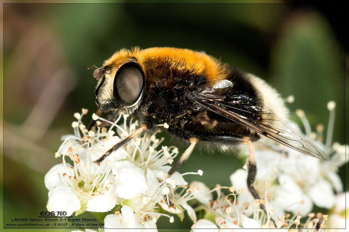 800bombus2.jpg