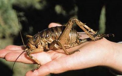 worlds-heaviest-bug-weta1.jpg