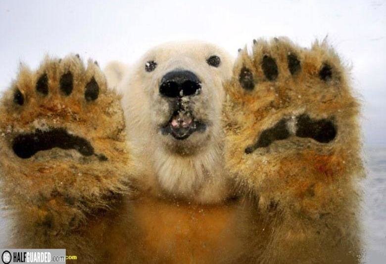 Bear-Hands.jpg