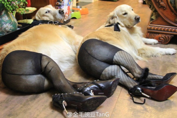dogs-in-pantyhose.jpg