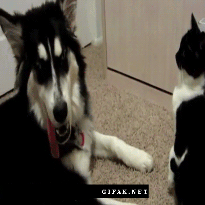 tumblr_o5j8x67iMQ1v8uqeqo1_400.gif