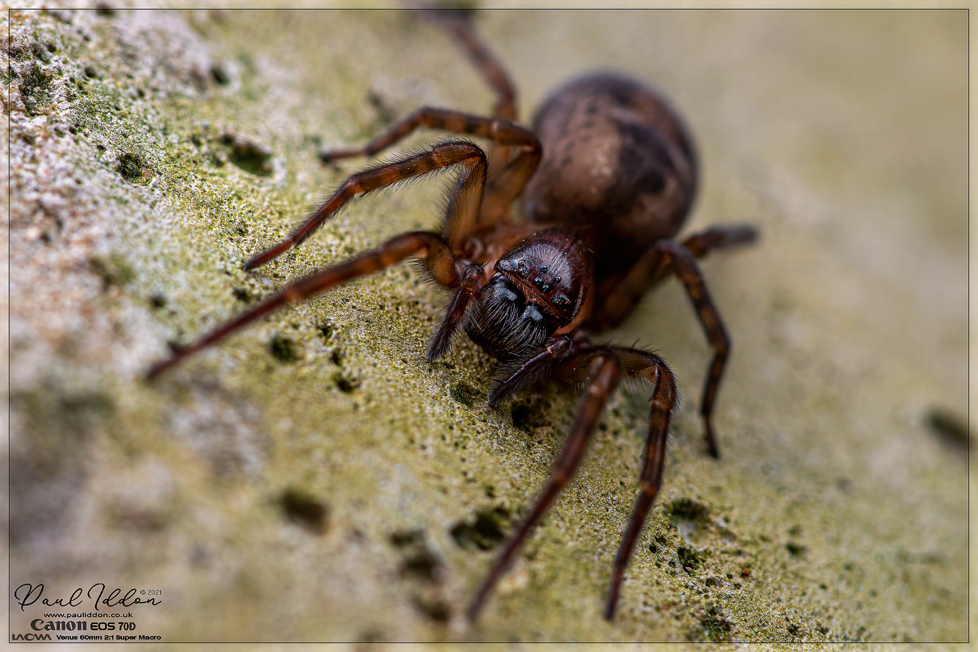26spider04_1400.jpg