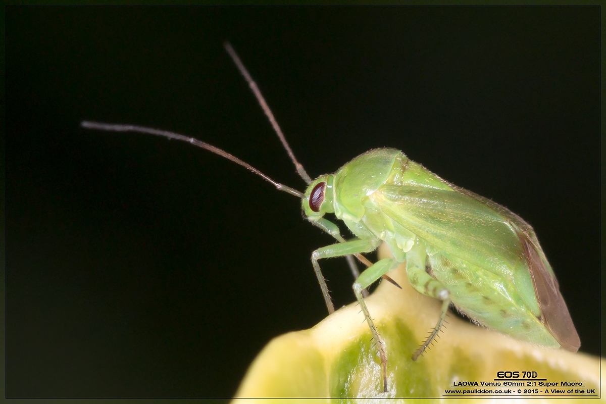 1200capsid.jpg