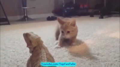 ptrI7Iz.gif