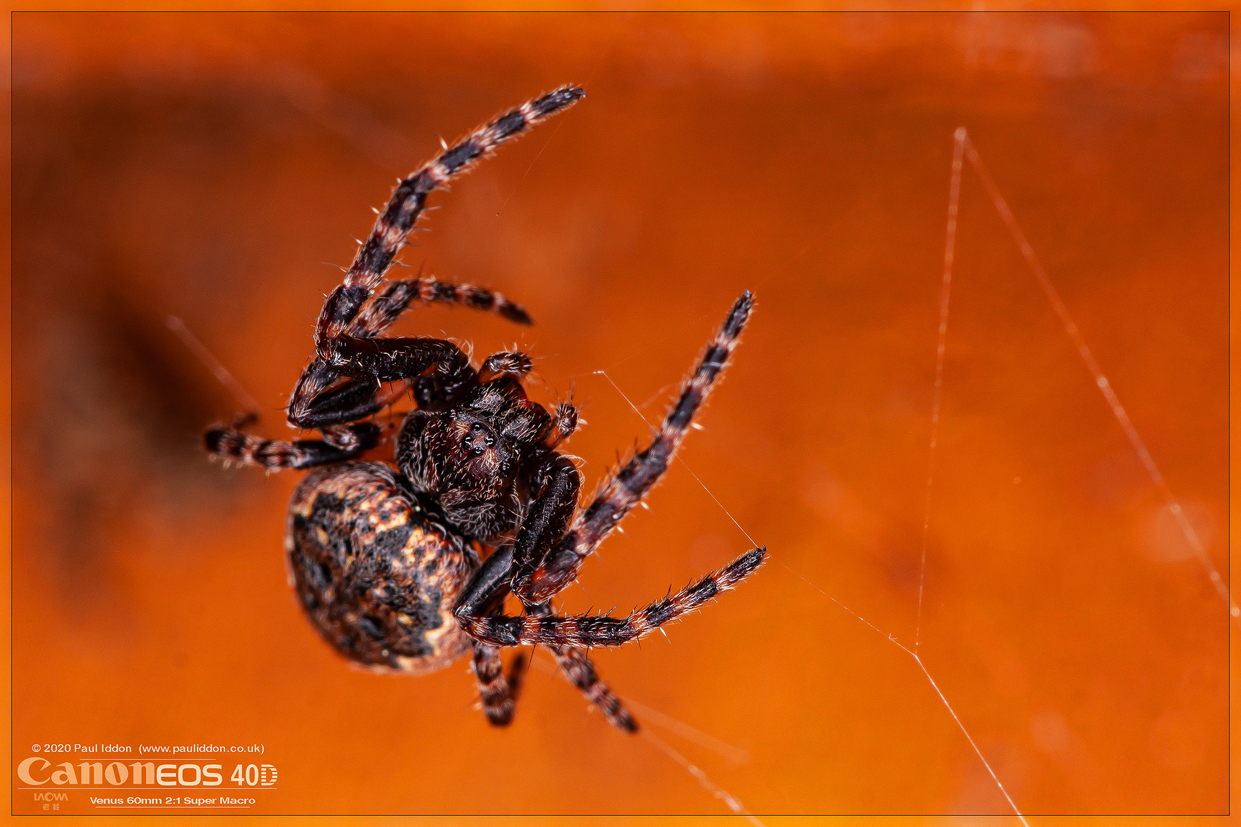 orbweaver01web1800smaller.jpg