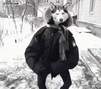 1309955054_dancing_husky.gif