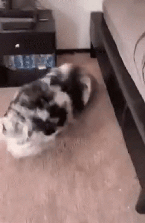 funny-scared-dog-hiding-under-bed-zbl8cwdl47aeosiq.gif
