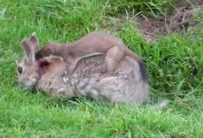 Stoat_killing_a_rabbit.jpg