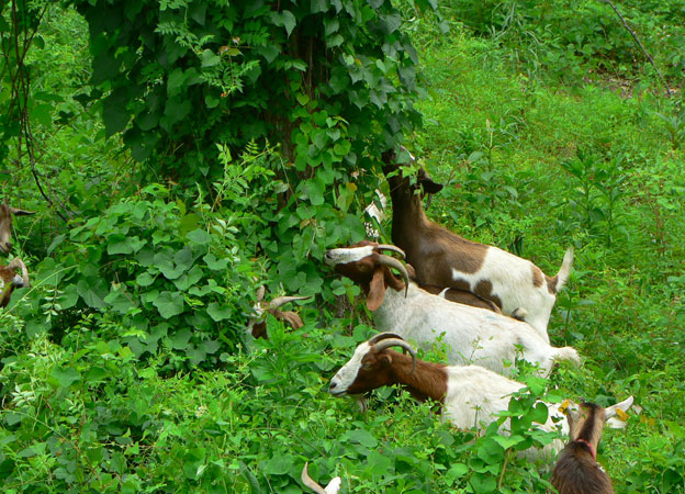 _80221277_ecogoat624jpg.jpg