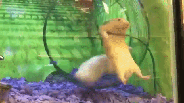 hamster-gets-stuck-on-wheel.gif