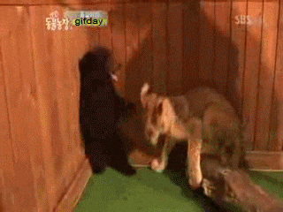 giphy.gif