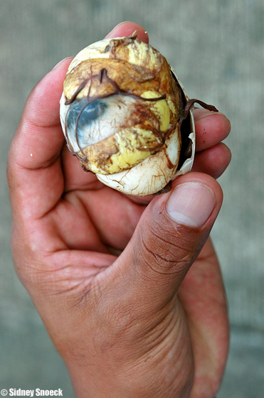 balut1.jpg