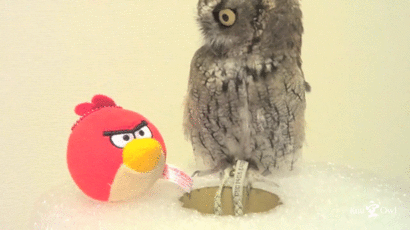 tumblr_ny4tmeqEGC1rvb0q0o1_500.gif