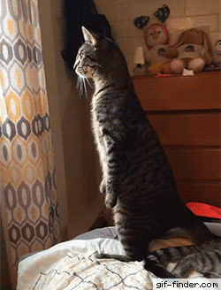 401fbffe50e70dc29bd21873cdd89e28.gif